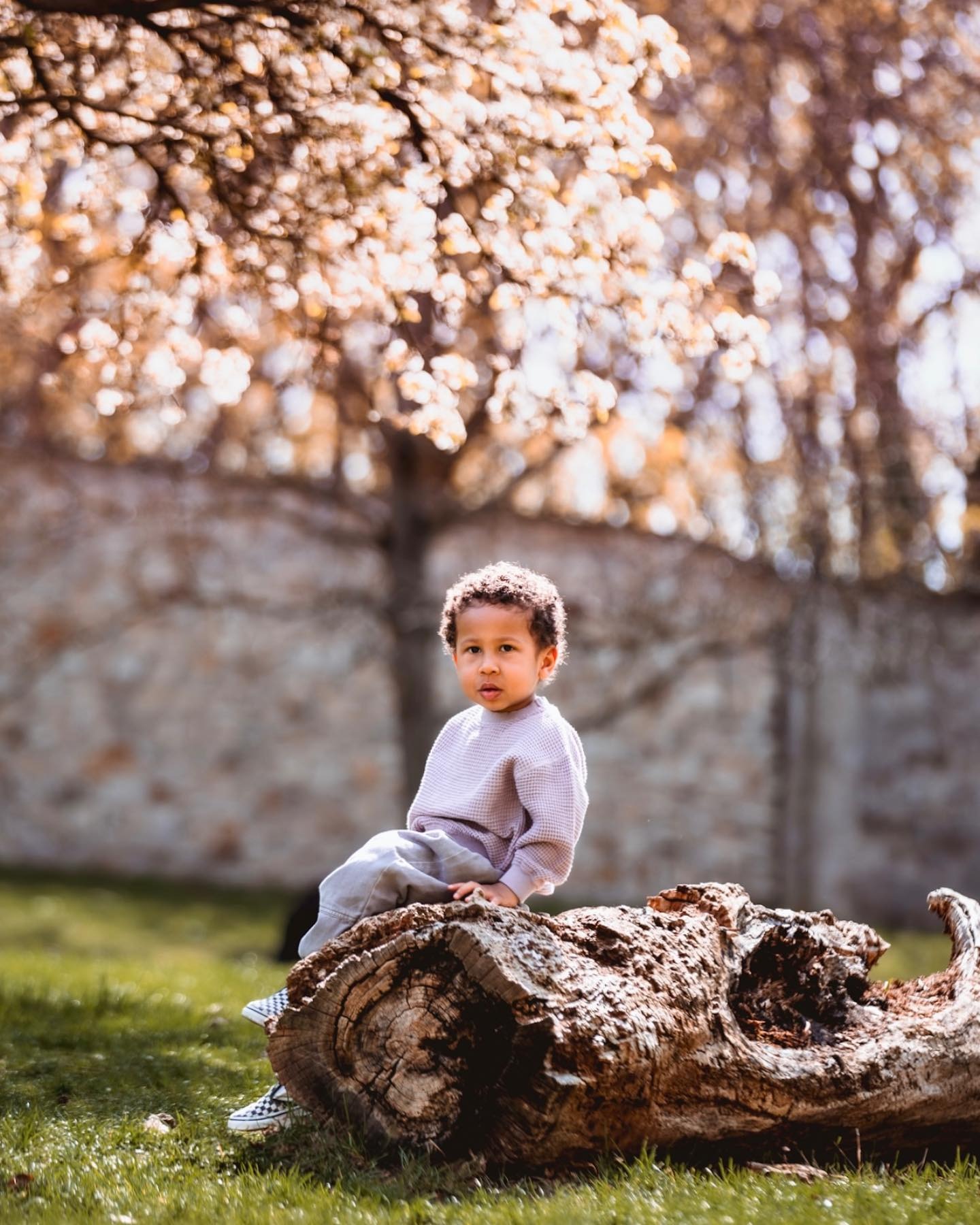 Toddler sitting on a fallen tree trunk under blossoms
